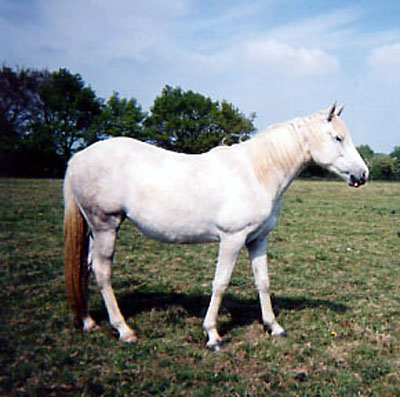 ARABE BARBE D'ENDURANCE